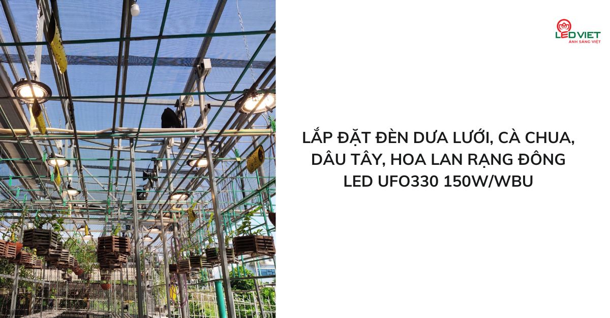 Lắp đặt đèn dưa lưới, cà chua, dâu tây, hoa lan Rạng Đông LED UFO330 150W/WBU