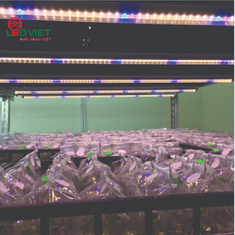 Đèn trồng cây dược liệu Rạng đông LED NCM 120/16W WBU ảnh2
