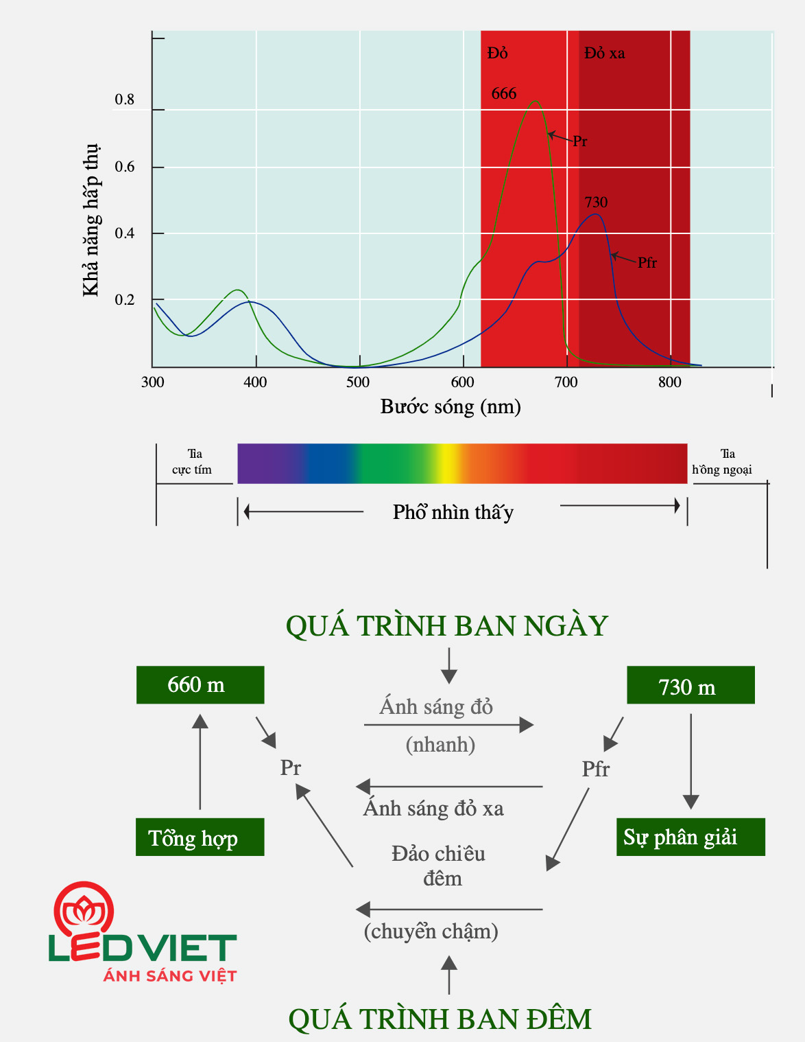 Phổ ánh sáng đèn led cho thanh long